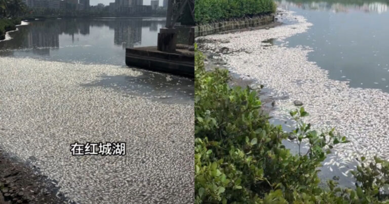 8 Ton Bangkai Ikan Memenuhi Tepian Danau Hongcheng di Haikou, Provinsi Hainan, Tiongkok