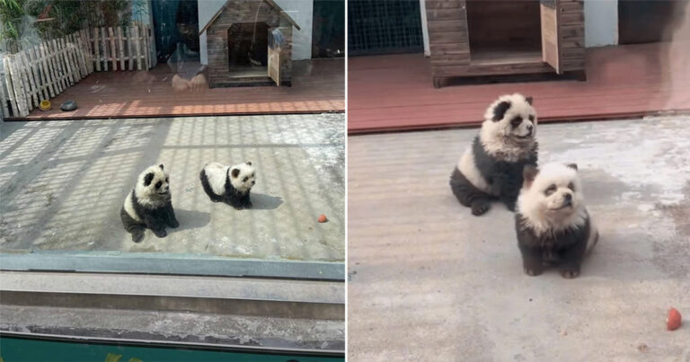 Kebun Binatang di Tiongkok Mewarnai Anjing Chow Chow Agar Terlihat Seperti Panda, Menarik Antrean Pengunjung