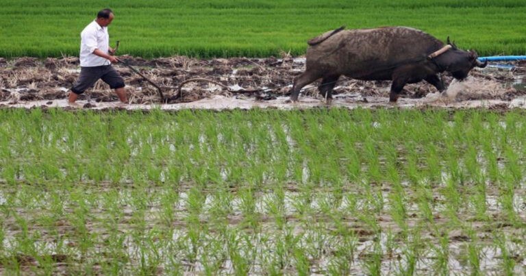 Pembersihan Pejabat Pertanian Menyoroti Kekhawatiran PKT Terhadap Ketahanan Pangan