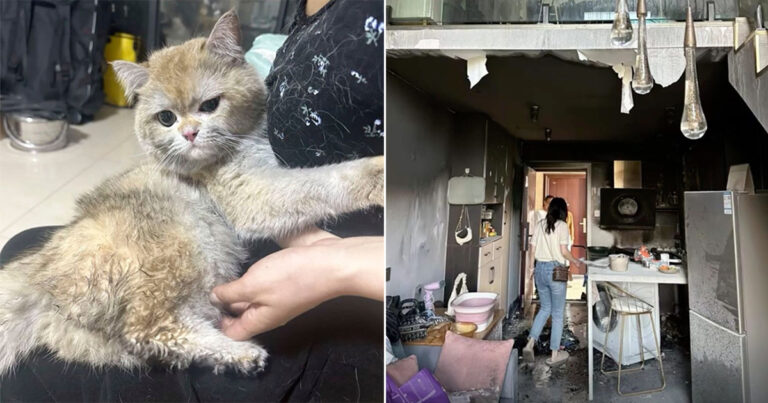 Kucing di Tiongkok Memicu Kebakaran Setelah Dia Menyalakan Kompor yang Menyebabkan Kerusakan Rumah Senilai Lebih dari Rp 200 Juta