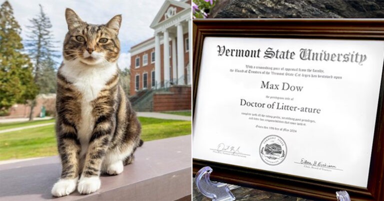 Max si Kucing Kampus Mendapat Gelar Kehormatan dari Universitas Vermont