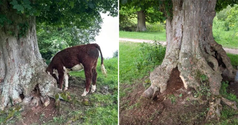 Sapi Muda Diselamatkan Setelah Kepalanya yang Besar Tersangkut di Pohon