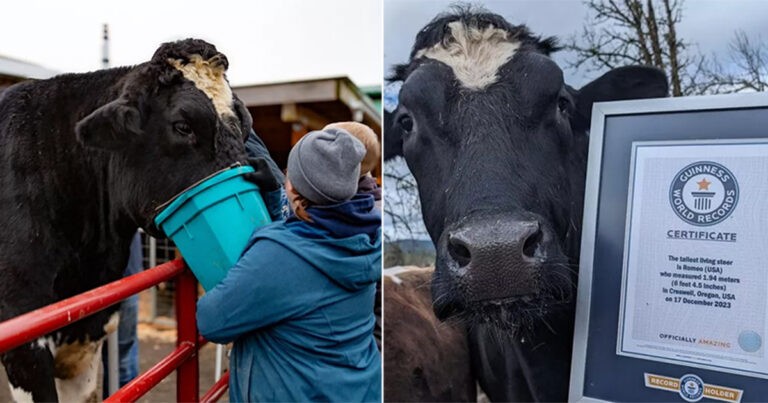 Sapi Tertinggi di Dunia ‘Romeo’ Meraih Mahkota Guinness World Record Setelah Awal Hidupnya yang Menyedihkan