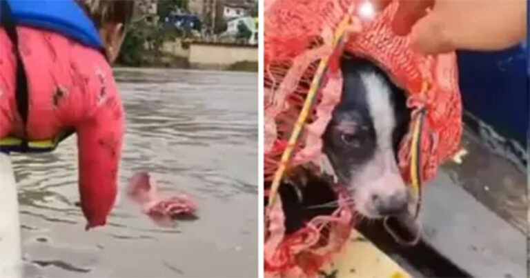 Video Viral Menunjukkan Penyelamatan Seekor Anjing yang Dilempar ke Sungai dengan Diikat Dalam Karung