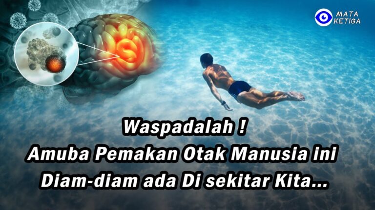 Waspadalah !Amuba Pemakan Otak Manusia ini Diam-diam ada Di sekitar Kita…
