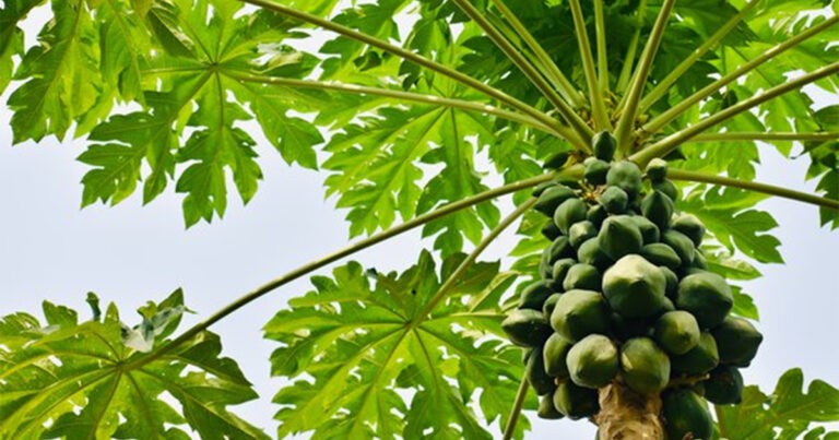 15 Manfaat Daun Pepaya untuk Kesehatan yang Sedikit Orang Tahu