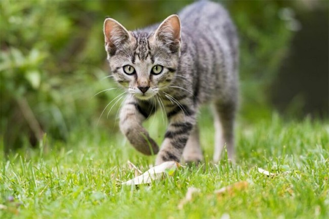 Anak Kucing yang Berjalan Sempoyongan Mengidap Cerebellar Hypoplasia Dapat Memiliki Kualitas Hidup yang Baik