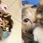 Staf-Tempat-Penampungan-Membuka-Kantong-Kertas-