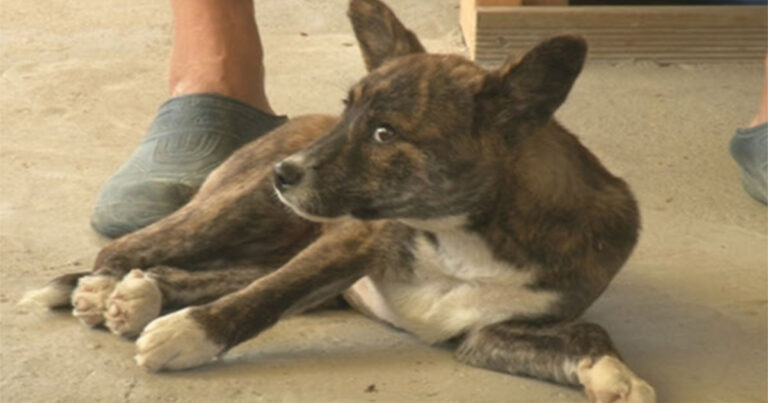 Anjing Dipuji Sebagai ‘Anjing Ajaib’ yang Secara Nyata Merangkak Keluar dari Kuburannya Sendiri