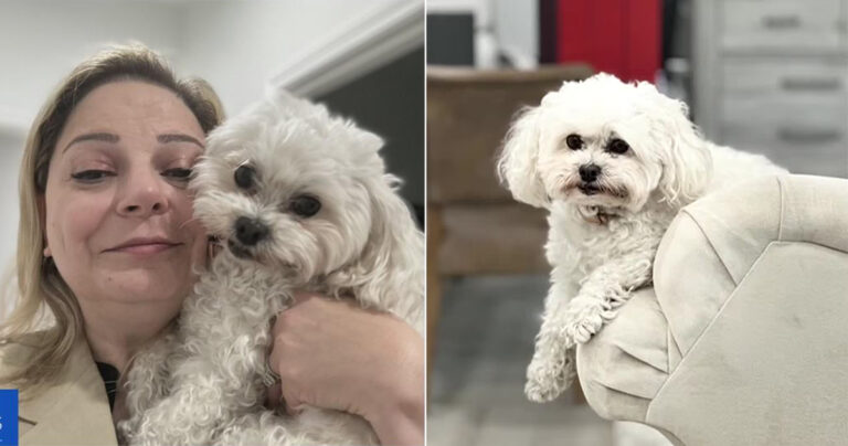 Anjing Mati Tertindih Setelah Kurir Melempar Paket Seberat 25 Kg ke Atasnya