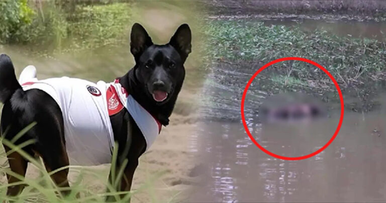 Balita di Thailand Tenggelam Setelah Mengikuti Anjing ke Kolam, Kakeknya Membunuh Anjing Itu Sebagai Balasan