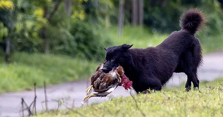 Fotografer Satwa Liar Menangkap Gambar Anjing Liar yang Sedang Memangsa Ayam