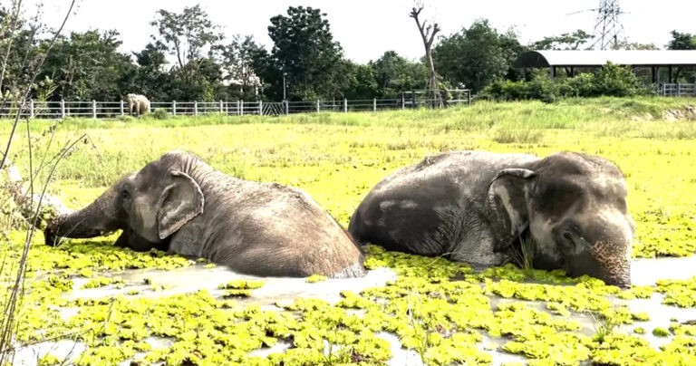 Gajah yang Diselamatkan dan Membenci Air Memaksakan Diri Berenang demi Sahabatnya yang Buta