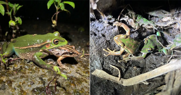 Teori Baru : Katak Betina Mungkin Memakan Pasangannya Setelah Panggilan Kawin Sebagai Tindakan ‘Kanibalisme Kawin’