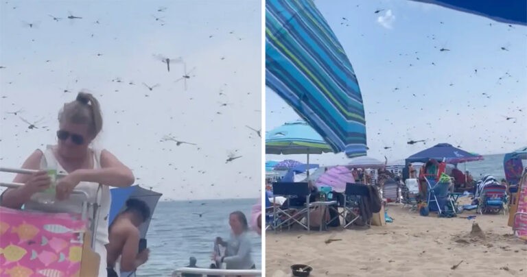 Kawanan Capung Berjumlah Sangat Besar Memenuhi Pantai Rhode Island dalam Klip yang Menyeramkan