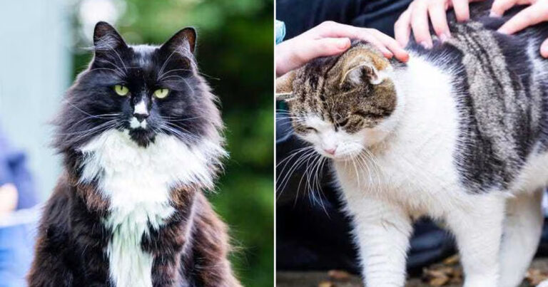 Kucing yang Membantu Wanita Korban Perdagangan Manusia Terpilih Menjadi Finalis National Cat Awards