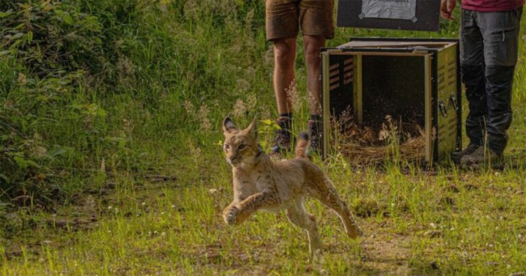 Lynx Muda Dilepas Liarkan dari Kebun Binatang di Jerman Setelah Berulang Kali Ingin Kabur