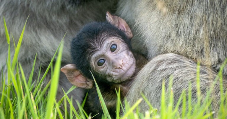 Monyet Barbary Kedua Lahir di Taman Safari