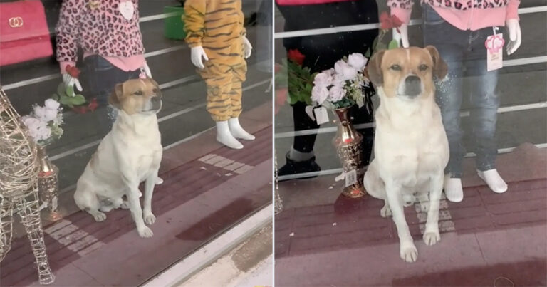 Pejalan Kaki Memperhatikan Sesuatu yang Aneh Tentang ‘Patung’ Anjing di Etalase Toko