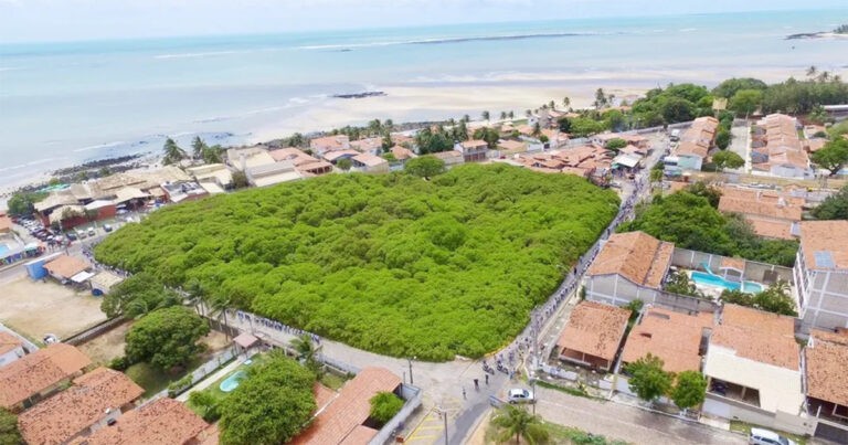 Pohon Jambu Mete Terbesar di Dunia Mencakup Area Lebih dari 8.000 Meter Persegi