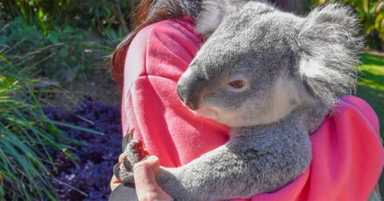 Suaka di Brisbane Mendapat Reaksi Keras Setelah Melarang Pelukan dengan Koala