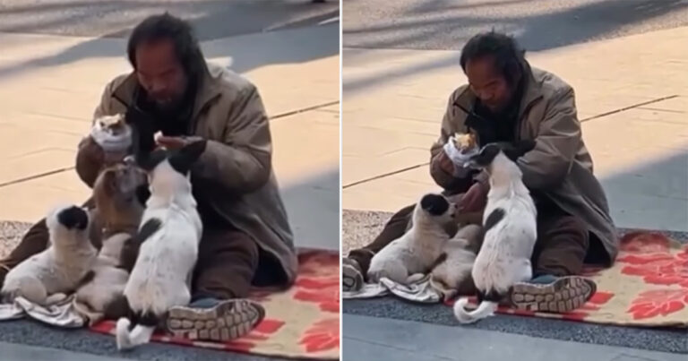 Video Seorang Tunawisma Memberikan Makanannya kepada Anjing Liar Membuat Internet Berlinang Air Mata
