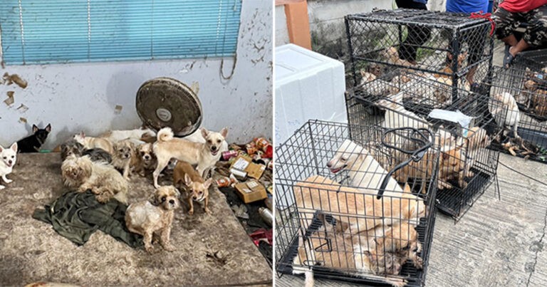 30 Anjing yang Kelaparan Diselamatkan Setelah Pemiliknya yang Hidup Sendirian Meninggal Dunia