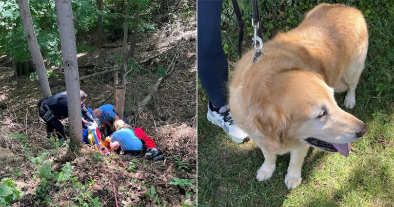 Anjing ‘Pahlawan’ Menyelamatkan Pemiliknya Setelah Terjatuh dari Teping Seringgai 6 Meter, Berlari Mencari Bantuan