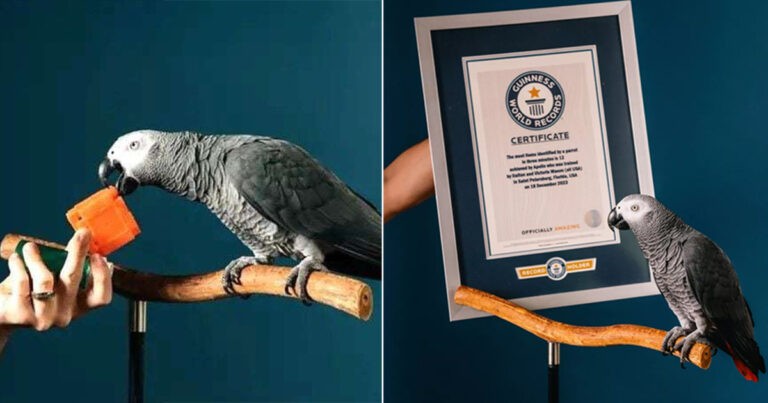 Burung Beo Pintar yang Viral di TikTok Meraih Rekor Dunia Guinness