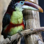 Burung-Unik-2