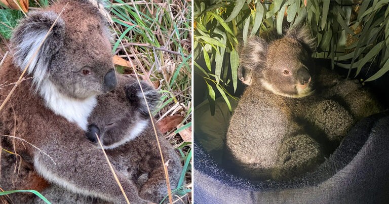 Induk Koala yang Terluka Tak Berhenti untuk Merawat Bayinya