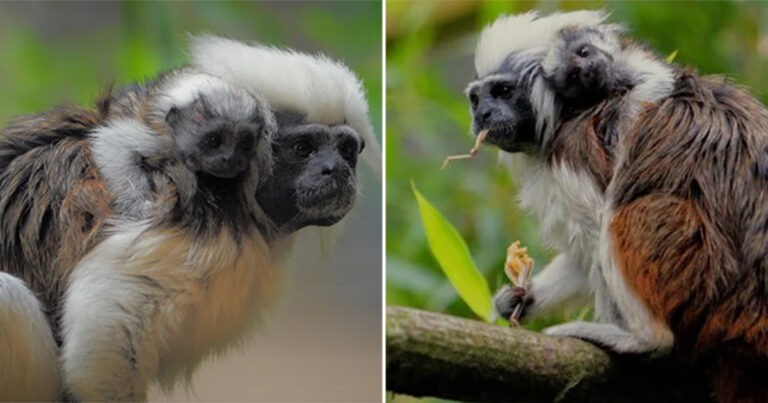 Kelahiran Monyet yang Terancam Punah di Taman Safari Terekam Kamera