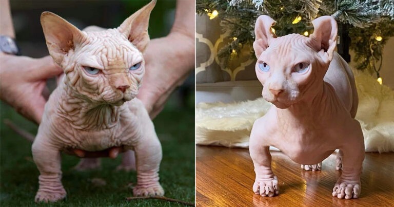 Kontroversi Ras Kucing Bully Memicu Kemarahan di Kalangan Pecinta Hewan