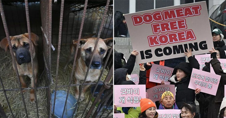 Korea Selatan Akhirnya Melarang Makan Daging Anjing