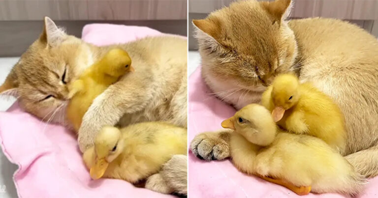 Kucing yang Menggemaskan Menjadi ‘Mama Bebek’