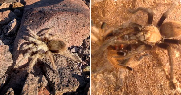 Musim Kawin bagi Tarantula yang Penuh Nafsu Sedang Berlangsung Saat Ribuan Laba-laba Menjelajahi AS untuk Mencari Cinta