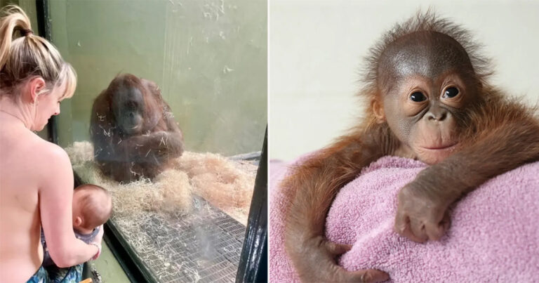 Para Ibu Berkumpul untuk Mencoba Mengajari Orangutan Cara Menyusui Bayinya dalam Upaya yang Mengharukan