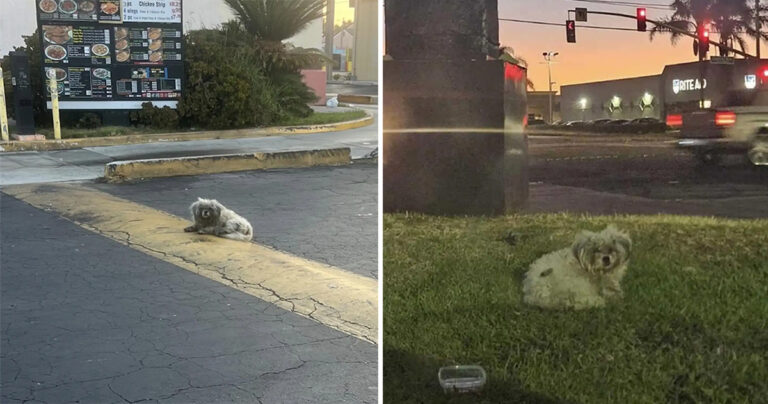 Pelanggan Drive-Thru Mengabaikan Anjing yang Tidur di Bawah Daftar Menu Selama Berbulan-bulan