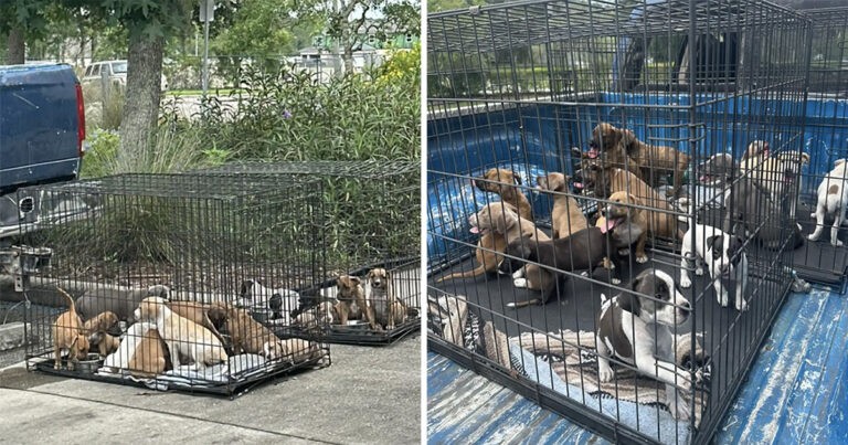 Pria Masuk ke Tempat Parkir 7-Eleven dan Menemukan 16 Anak Anjing yang Ditinggalkan di Dalam Kandang