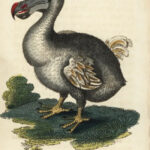 Reputasi-Burung-Dodo–1
