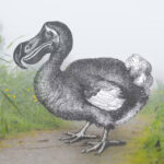 Reputasi-Burung-Dodo