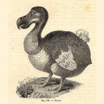 Reputasi-Burung-Dodo-2