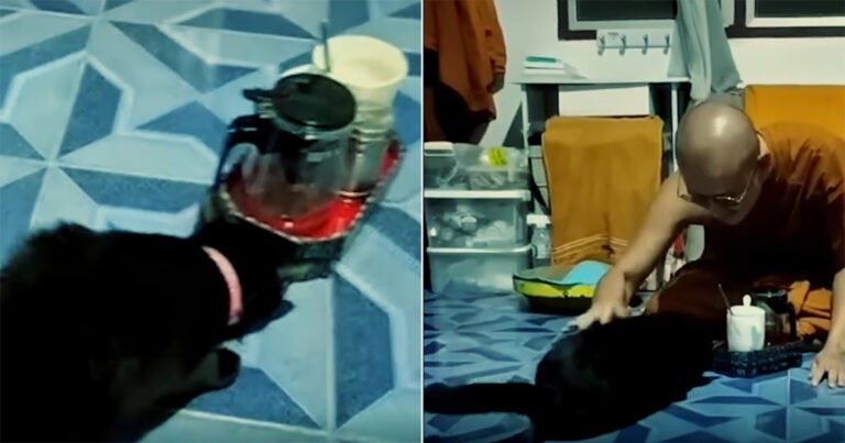 Seekor Kucing Hitam di Thailand Menyuguhkan Teh kepada Biksu, Sebagai Ucapan Terima Kasih Karena Telah Mengadopsinya