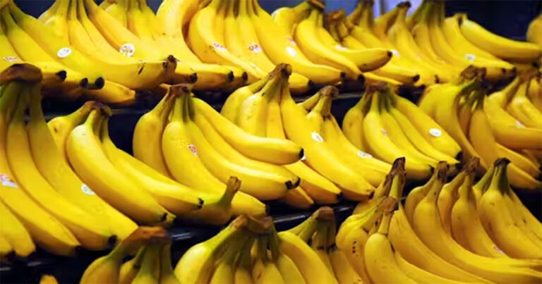 Upaya 10 Tahun untuk Menghentikan Kiamat Pisang