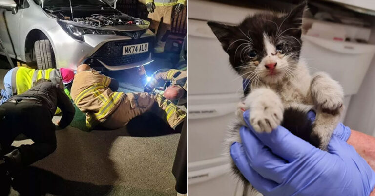 Anak Kucing Terjebak di Dalam Mesin Mobil Sejauh 16 Mil