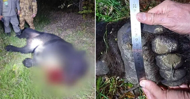 Ayah Berusia 87 Tahun dan Anaknya 56 Tahun Diterkam Hingga Tewas oleh Beruang ‘Gila’ yang Masuk ke Rumah Mereka Setelah Membantai 35 Anjing Liar di Tempat Penampungan