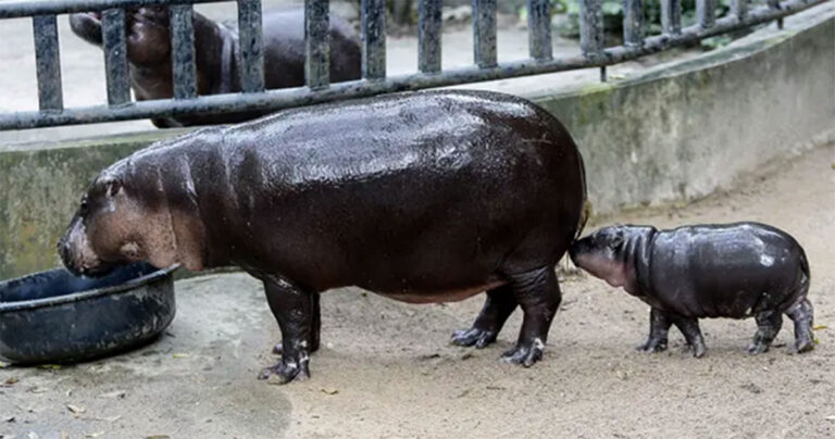 Moo Deng, Bayi Kuda Nil yang Menggemaskan Telah Menjadi Selebritas dalam Semalam