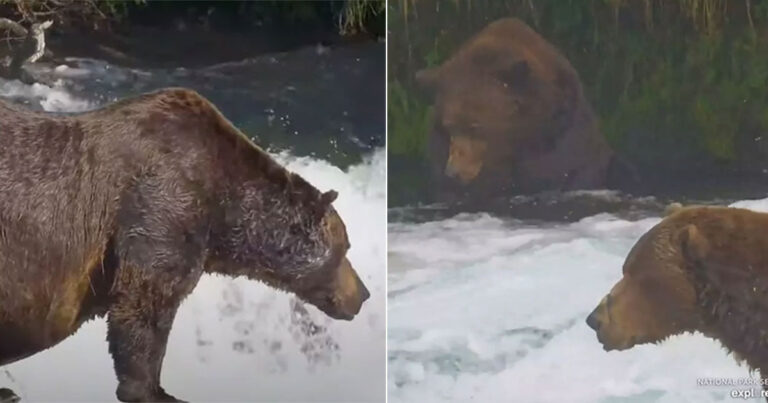 Beruang Raksasa, ‘Chunk’ Melahap 45 Salmon Selama 10 Jam Menjelang ‘Fat Bear Week’