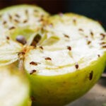 Cara-Mengusir-Lalat-Buah-1