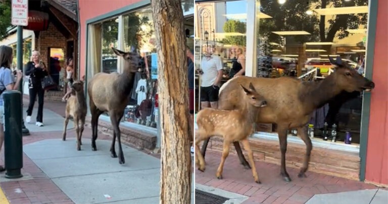 Video: Induk Rusa dan Anaknya Berjalan-jalan di Pusat Kota yang Ramai di Estes Park, Colorado